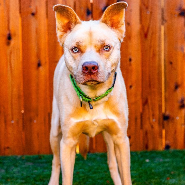 Duke, an adoptable Husky & Pit Bull Terrier Mix in Naperville, IL_image-2
