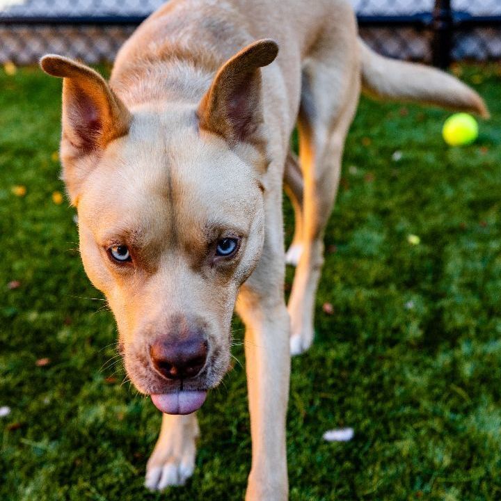 Duke, an adoptable Husky & Pit Bull Terrier Mix in Naperville, IL_image-3