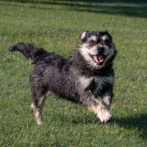Andre Bazin Critic X1011, Adult Male Terrier