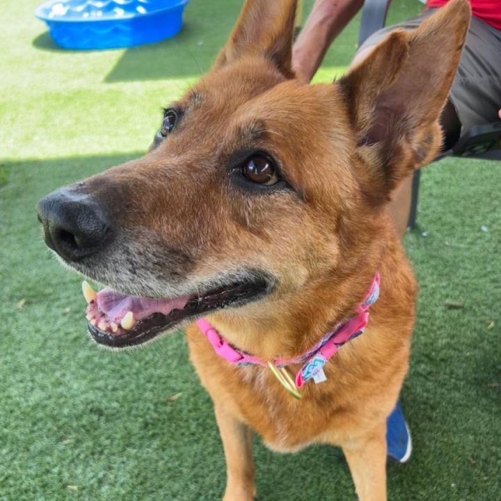 Dog for adoption - Anna, a Shepherd Mix in Palm Harbor, FL | Petfinder