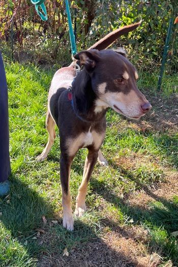 Husky doberman pinscher store mix