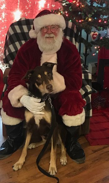 Archie, an adoptable Husky & Doberman Pinscher Mix in West Decatur, PA_image-3