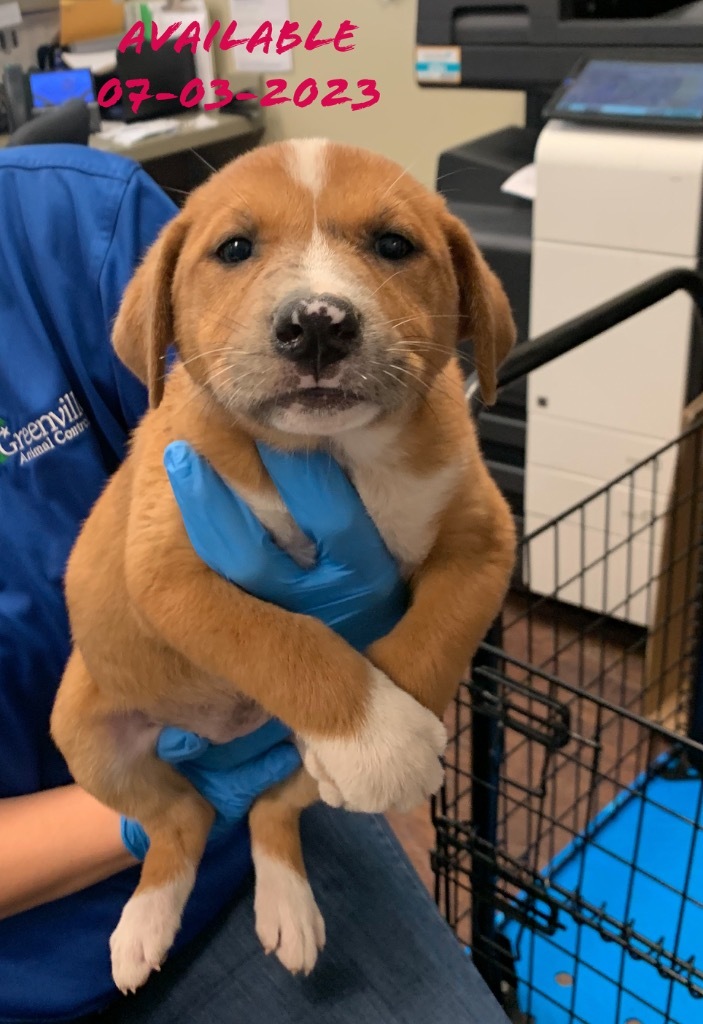 Dog for adoption Dog Kennels 28, a Labrador Retriever Mix in