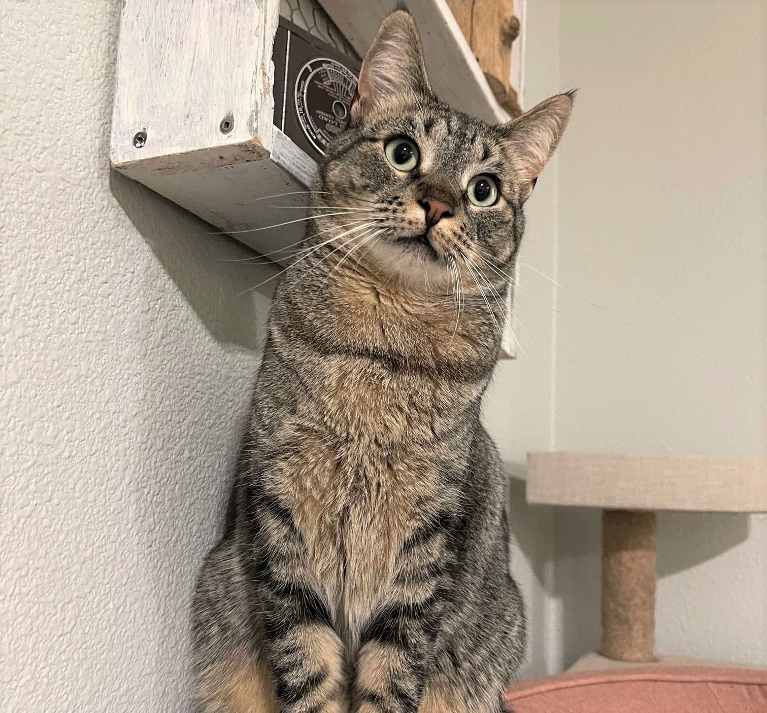 Silver, an adoptable Tabby, Domestic Short Hair in Springfield, OR, 97475 | Photo Image 1