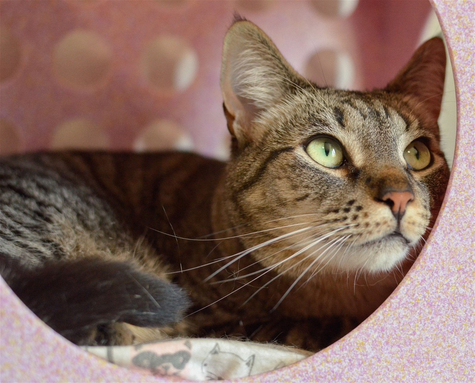 Silver, an adoptable Tabby, Domestic Short Hair in Springfield, OR, 97475 | Photo Image 2