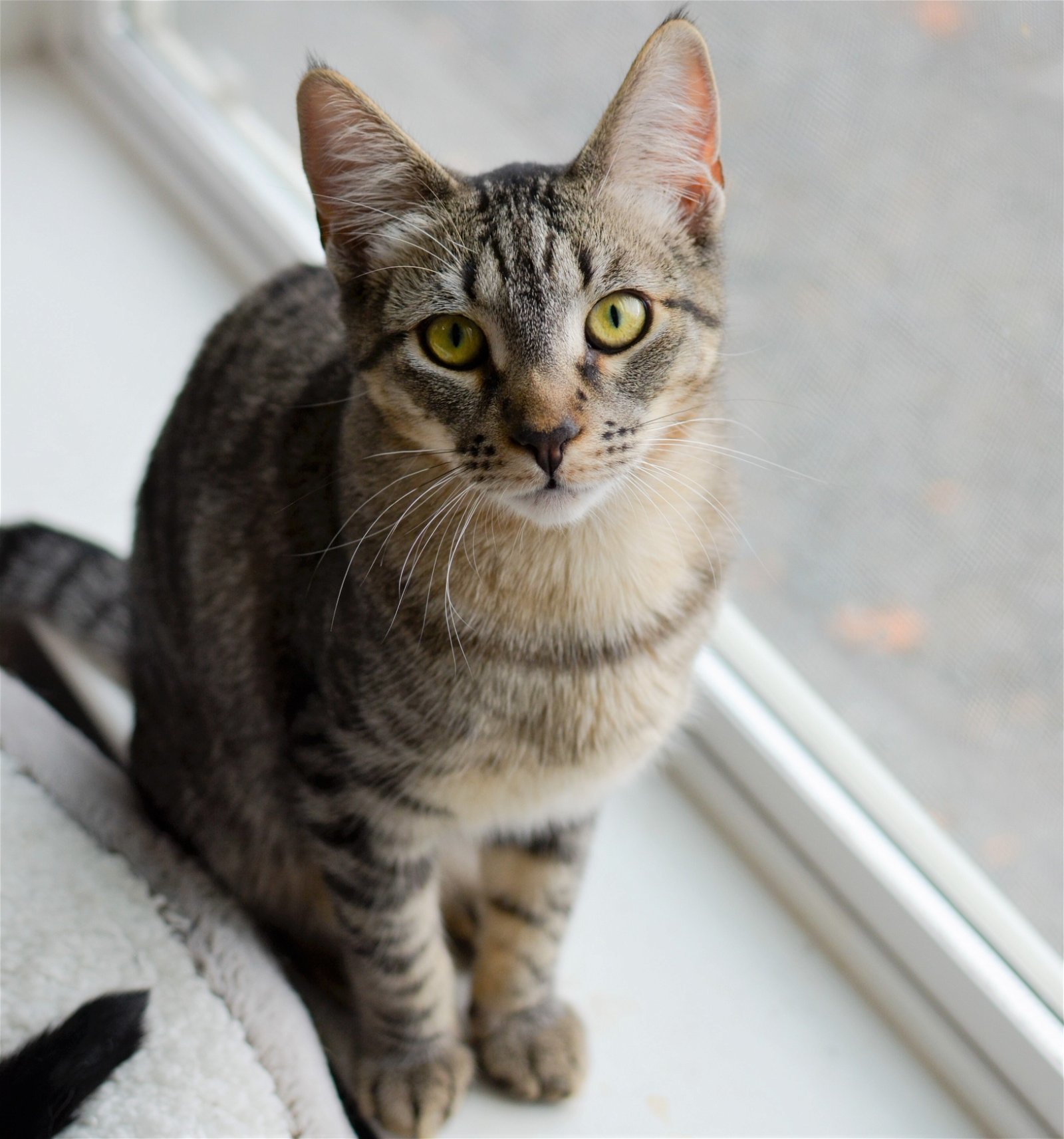 Silver, an adoptable Tabby, Domestic Short Hair in Springfield, OR, 97475 | Photo Image 3