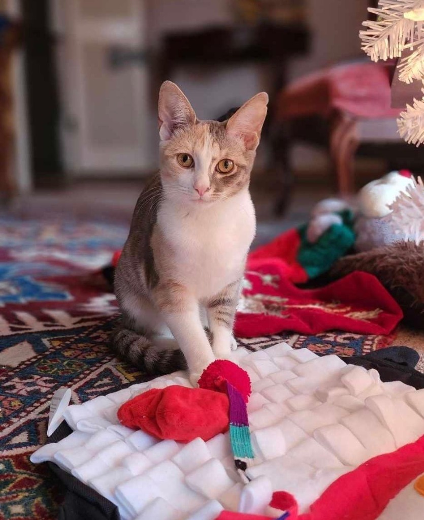 Cat for adoption Rhyme, a Domestic Short Hair in Hoover , AL Petfinder