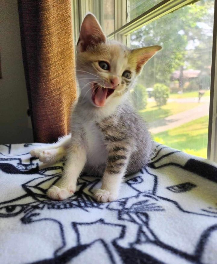 Cat for adoption Rhyme, a Domestic Short Hair in Hoover , AL Petfinder