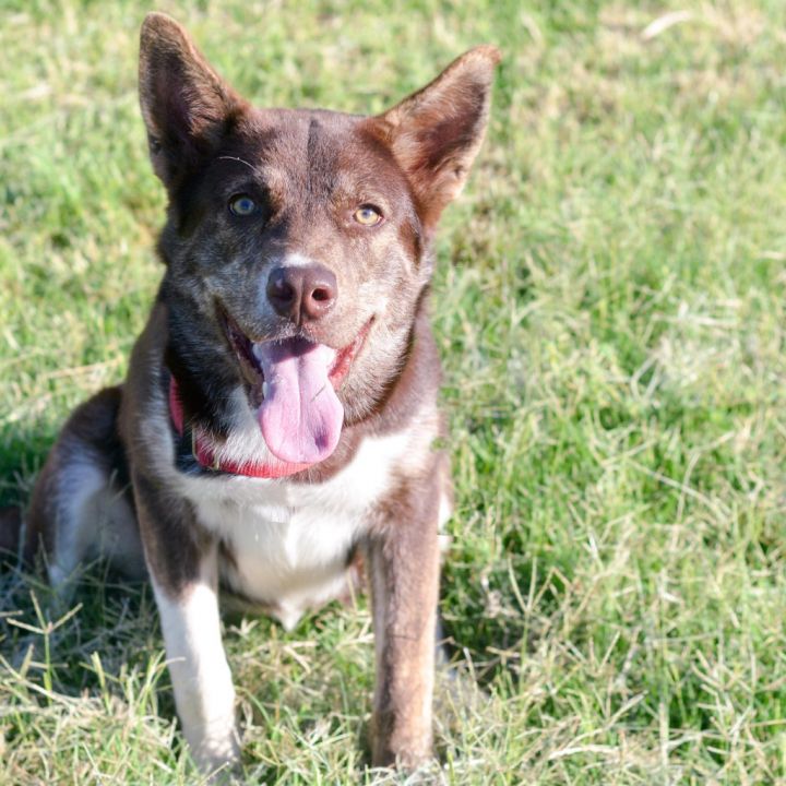 Brittany spaniel husky store mix