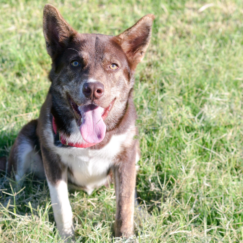 Dog for adoption - Tiffany, an Australian Shepherd & Brittany Spaniel ...