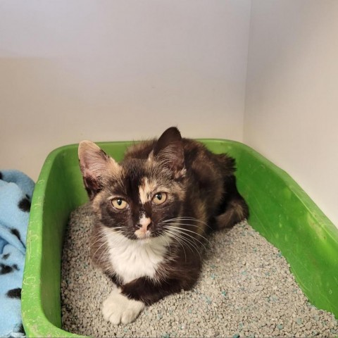 Jingles, an adoptable Domestic Short Hair in Green Cove Springs, FL, 32043 | Photo Image 1