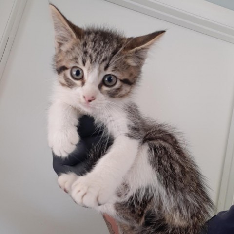 Kirby, an adoptable Domestic Short Hair in Green Cove Springs, FL, 32043 | Photo Image 1