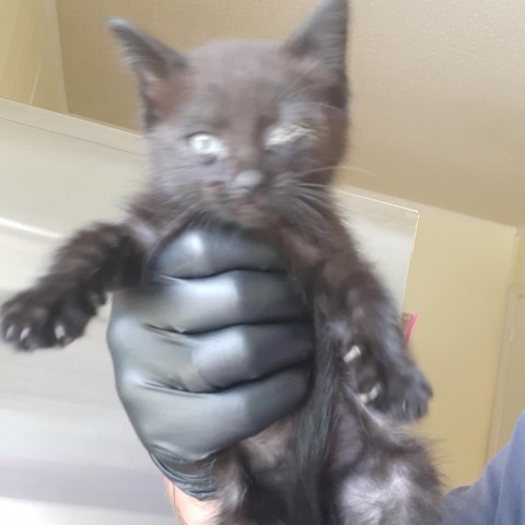 Spike, an adoptable Domestic Short Hair in Green Cove Springs, FL, 32043 | Photo Image 1