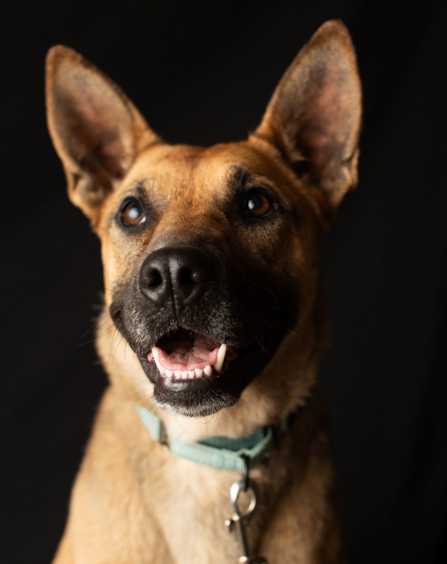 Brandy, an adoptable Shepherd in Yreka, CA, 96097 | Photo Image 1