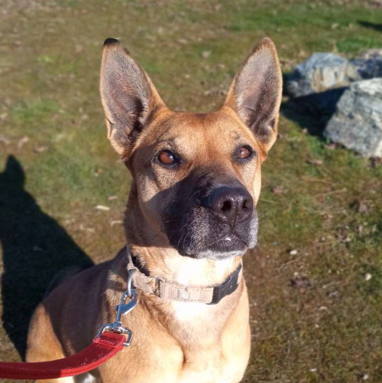 Brandy, an adoptable Shepherd, Belgian Shepherd / Malinois in Yreka, CA, 96097 | Photo Image 1