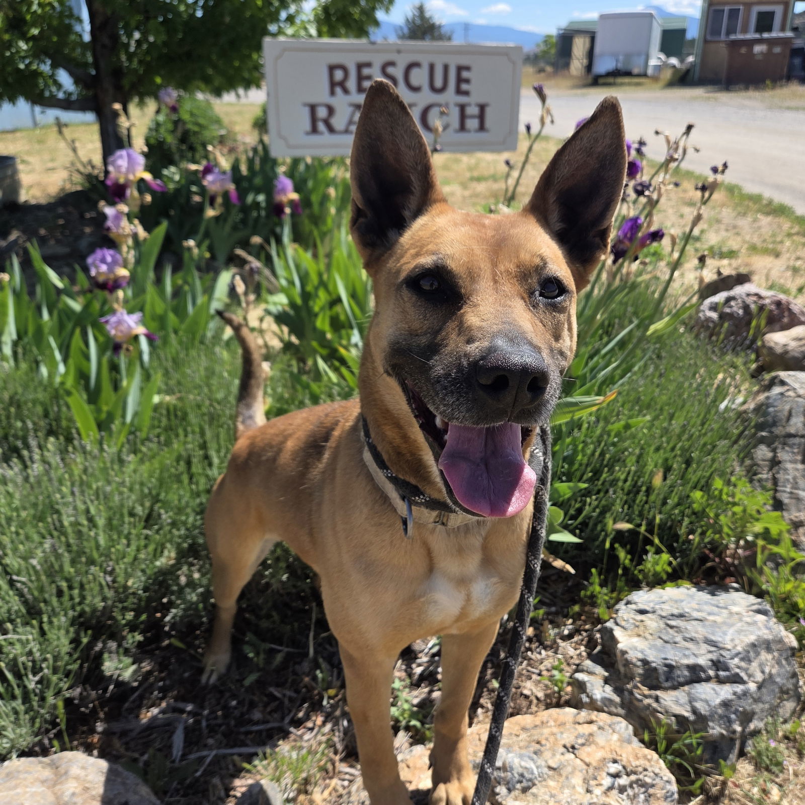 Brandy, an adoptable Carolina Dog in Yreka, CA, 96097 | Photo Image 1
