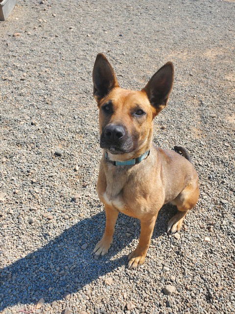 Brandy, an adoptable Shepherd in Yreka, CA, 96097 | Photo Image 2