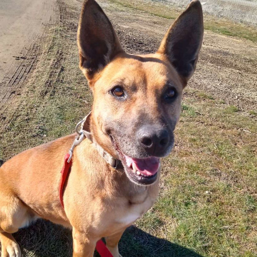 Brandy, an adoptable Shepherd, Belgian Shepherd / Malinois in Yreka, CA, 96097 | Photo Image 2