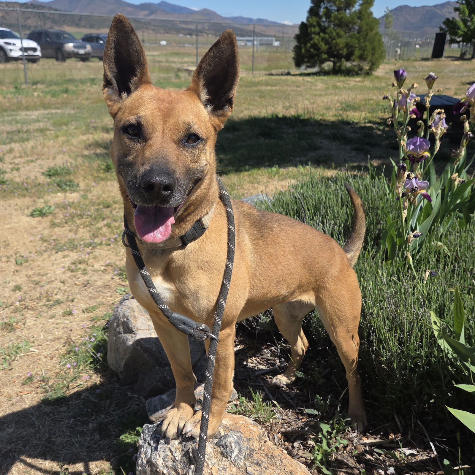 Brandy, an adoptable Shepherd, Belgian Shepherd / Malinois in Yreka, CA, 96097 | Photo Image 2