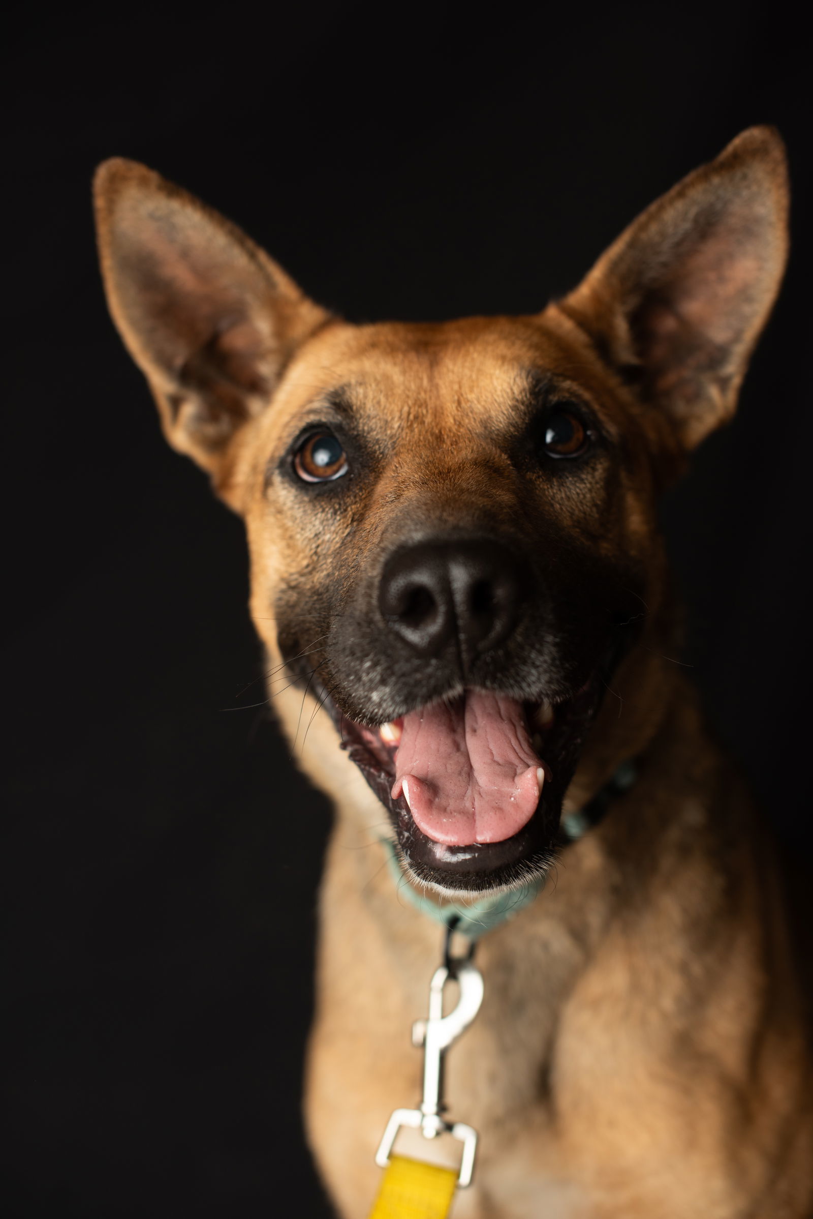 Brandy, an adoptable Shepherd, Belgian Shepherd / Malinois in Yreka, CA, 96097 | Photo Image 3