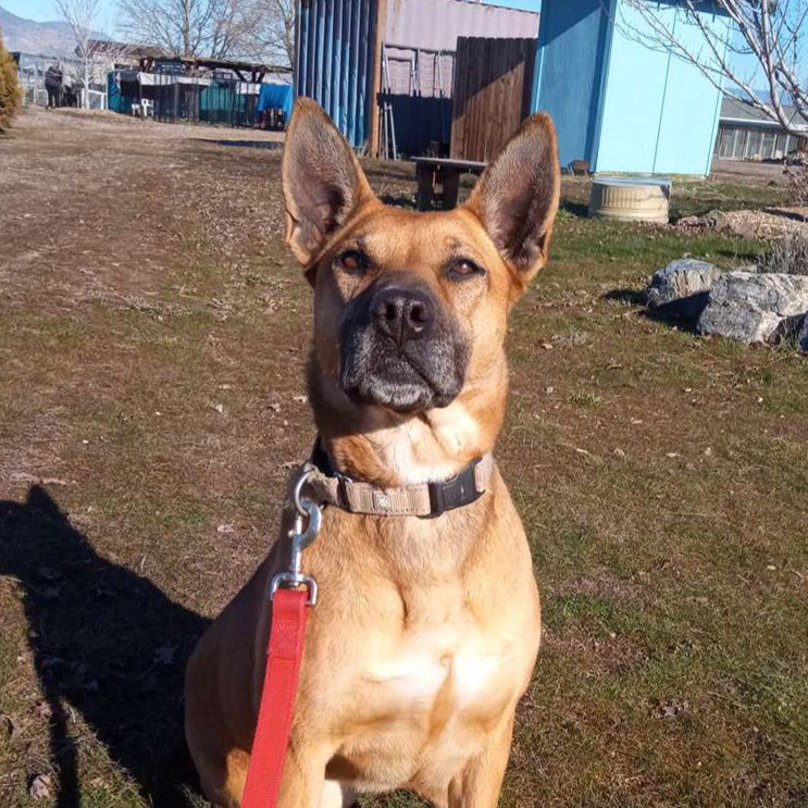Brandy, an adoptable Shepherd, Belgian Shepherd / Malinois in Yreka, CA, 96097 | Photo Image 3