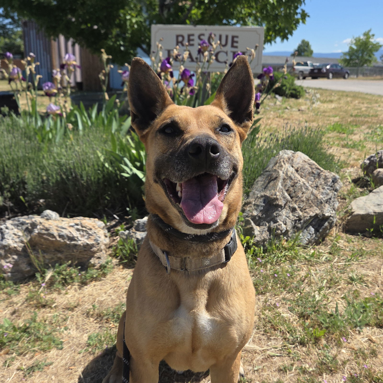 Brandy, an adoptable Shepherd, Belgian Shepherd / Malinois in Yreka, CA, 96097 | Photo Image 3