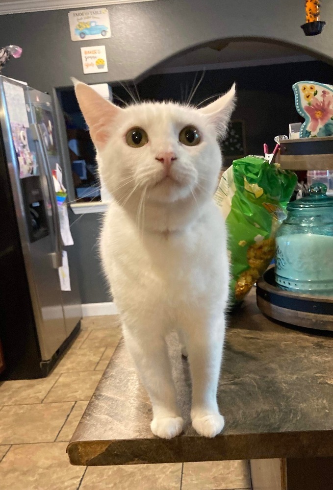 Blossom, an adoptable Domestic Short Hair in Sapulpa, OK, 74066 | Photo Image 1