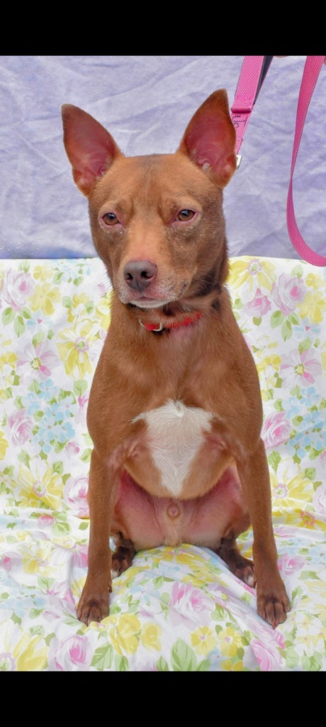 Jedi-Sponsored, an adoptable Pharaoh Hound, Rat Terrier in Richmond, IN, 47374 | Photo Image 1