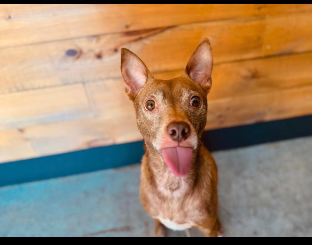 Jedi-Sponsored, an adoptable Pharaoh Hound, Rat Terrier in Richmond, IN, 47374 | Photo Image 1