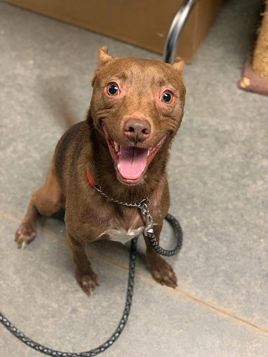 Jedi-Sponsored, an adoptable Pharaoh Hound, Rat Terrier in Richmond, IN, 47374 | Photo Image 2