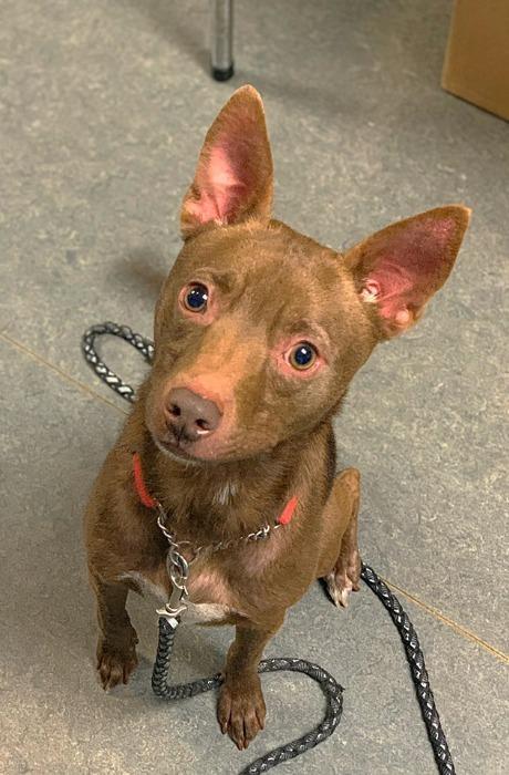 Jedi-Sponsored, an adoptable Pharaoh Hound, Rat Terrier in Richmond, IN, 47374 | Photo Image 3
