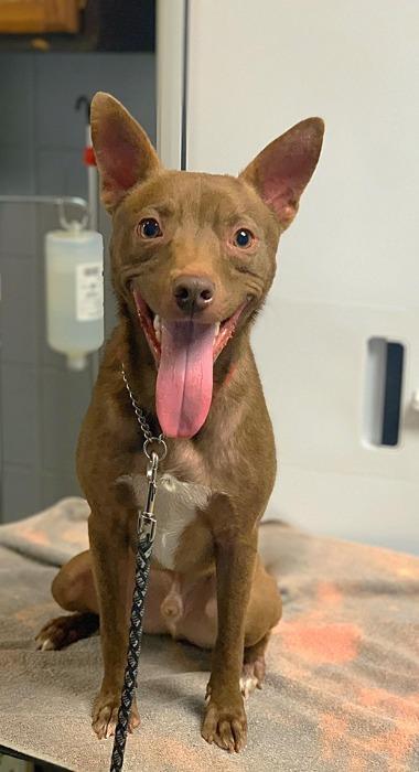 Jedi-Sponsored, an adoptable Pharaoh Hound, Rat Terrier in Richmond, IN, 47374 | Photo Image 4