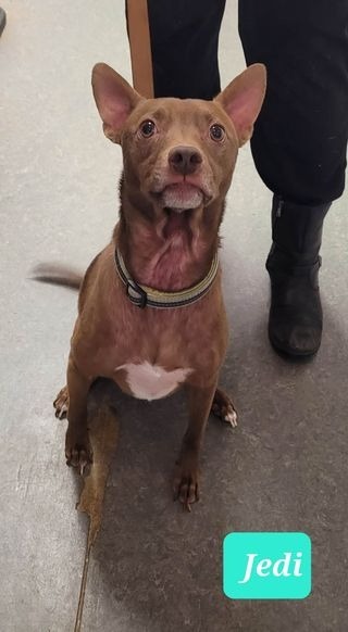 Jedi-Sponsored, an adoptable Pharaoh Hound, Rat Terrier in Richmond, IN, 47374 | Photo Image 5