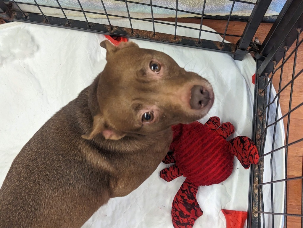 Jedi-Sponsored, an adoptable Pharaoh Hound, Rat Terrier in Richmond, IN, 47374 | Photo Image 6