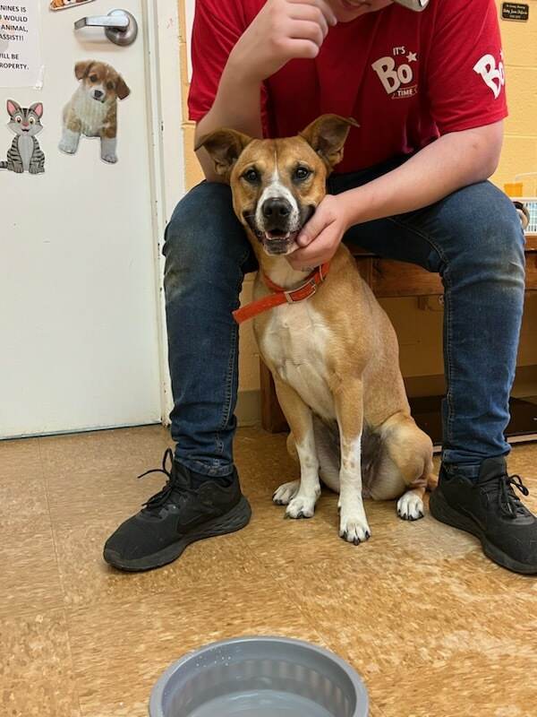 Callie, an adoptable Shepherd, Collie in Orangeburg, SC, 29118 | Photo Image 1