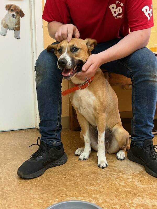 Callie, an adoptable Shepherd, Collie in Orangeburg, SC, 29118 | Photo Image 3