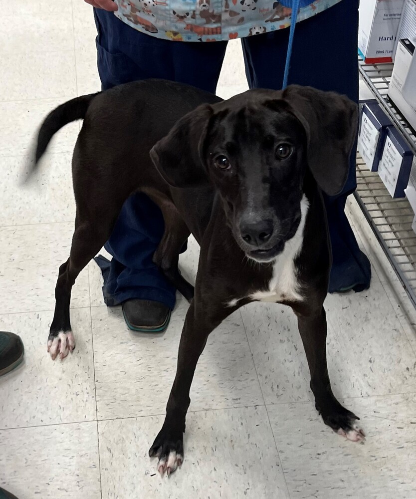 Lady Bug, an adoptable Patterdale Terrier / Fell Terrier in Dawson, GA, 31742 | Photo Image 1