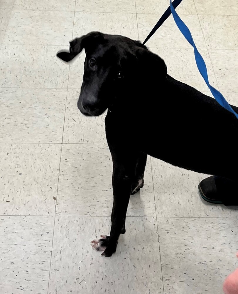 Lady Bug, an adoptable Patterdale Terrier / Fell Terrier in Dawson, GA, 31742 | Photo Image 2