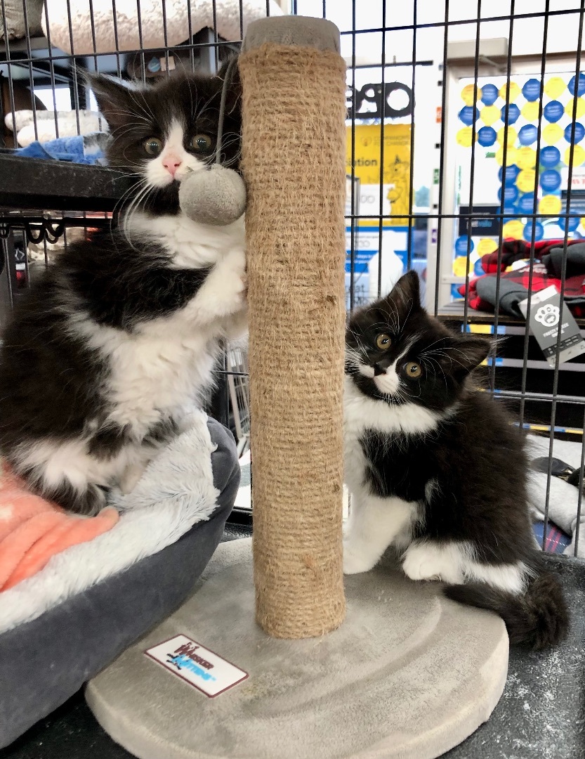 Cat for adoption 3 KittensPet Valu Mavis, a Domestic Medium Hair in Mississauga, ON Petfinder