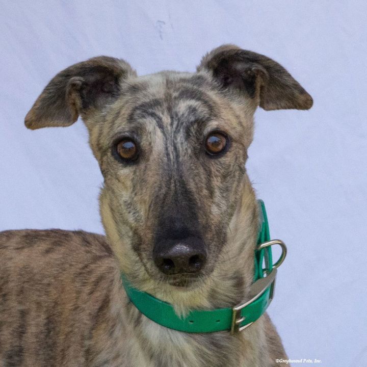 Orla 1