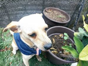 Name Toby Age 15 years as of 62723 Gender Male Weight 13lbs Breed Jack Russell  Chihuahua