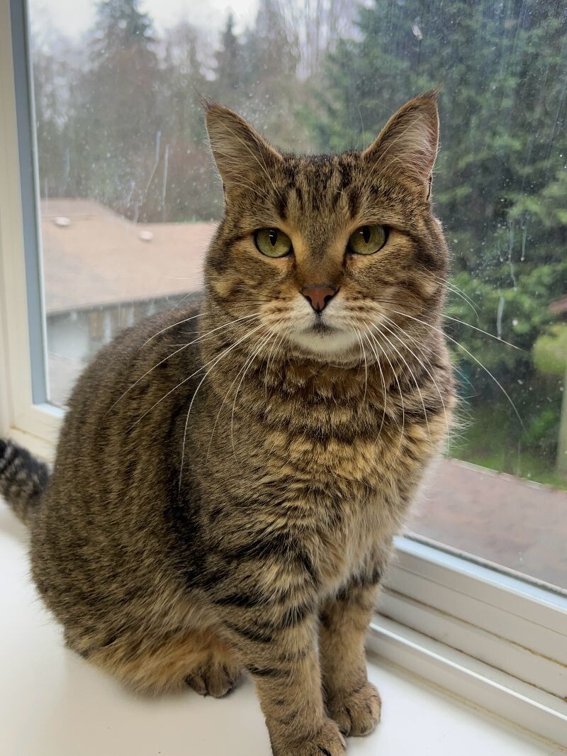 Jolene, an adoptable Domestic Short Hair in Arlington, WA, 98223 | Photo Image 3