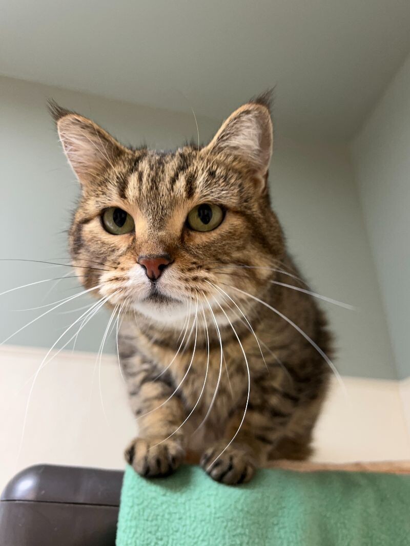 Jolene, an adoptable Domestic Short Hair in Arlington, WA, 98223 | Photo Image 4