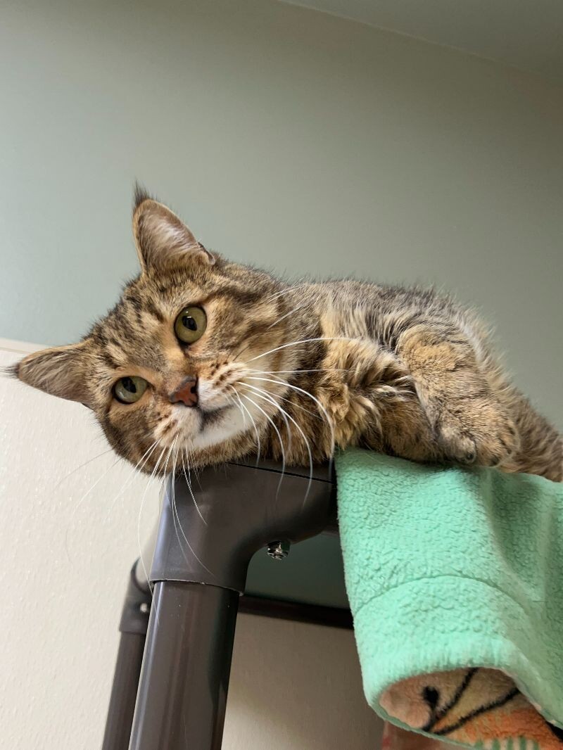 Jolene, an adoptable Domestic Short Hair in Arlington, WA, 98223 | Photo Image 5