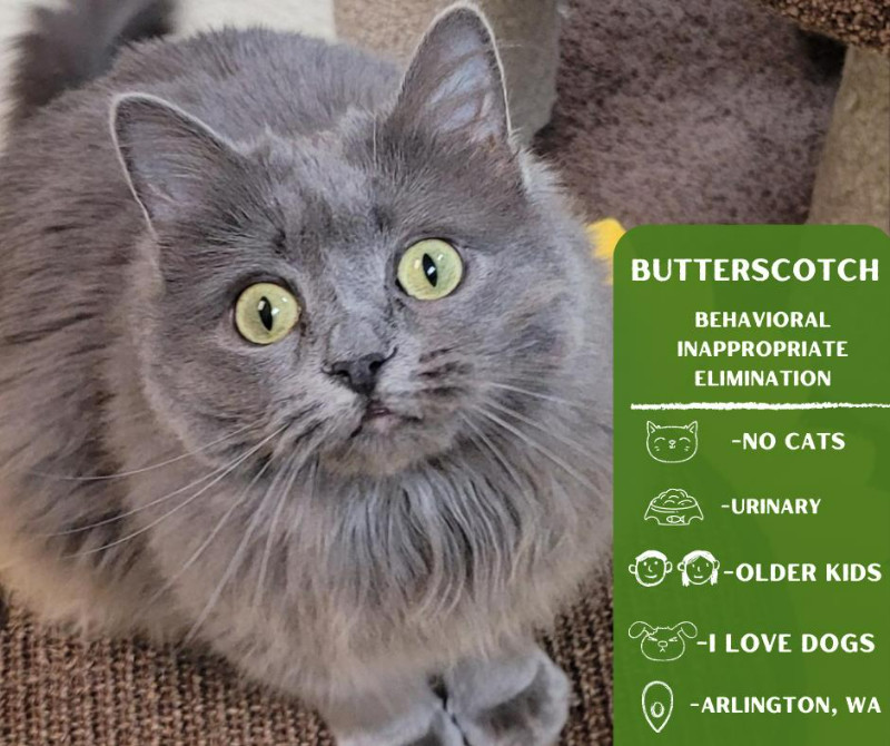 Butterscotch, an adoptable Domestic Long Hair in Arlington, WA, 98223 | Photo Image 1