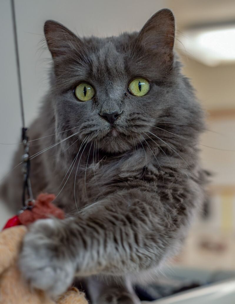 Butterscotch, an adoptable Domestic Long Hair in Arlington, WA, 98223 | Photo Image 1