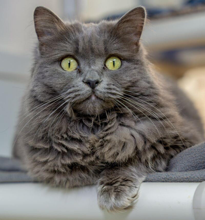 Butterscotch, an adoptable Domestic Long Hair in Arlington, WA, 98223 | Photo Image 2