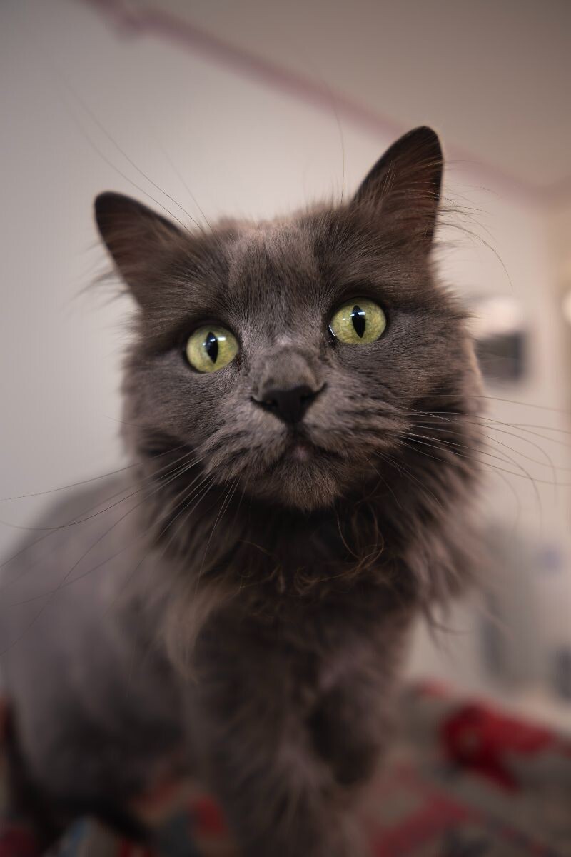 Butterscotch, an adoptable Domestic Long Hair in Arlington, WA, 98223 | Photo Image 3