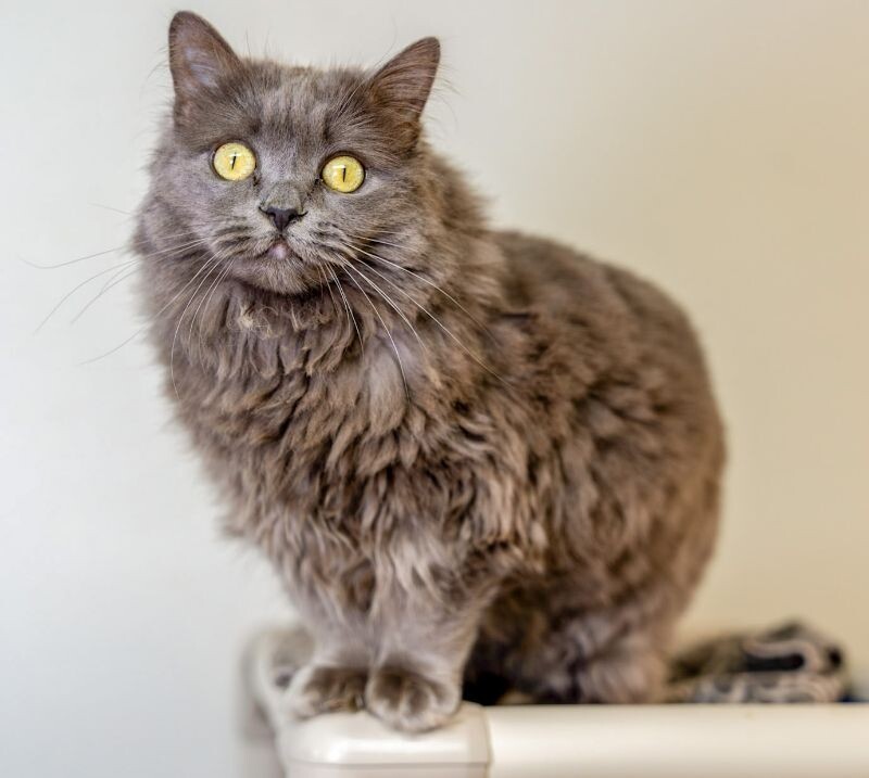 Butterscotch, an adoptable Domestic Long Hair in Arlington, WA, 98223 | Photo Image 3