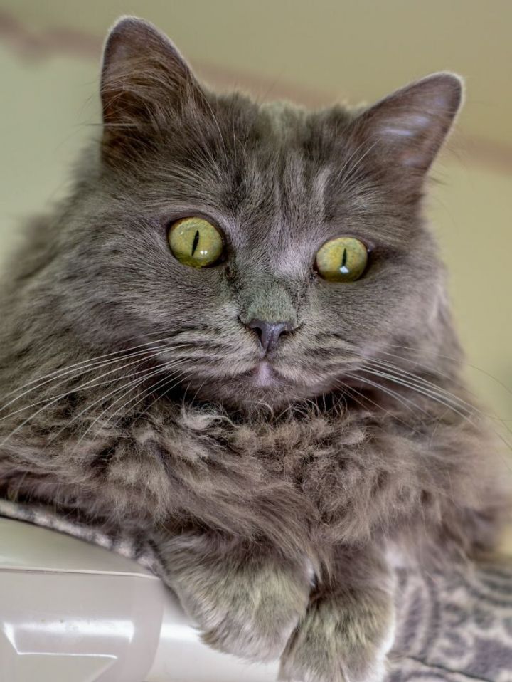 Cat for adoption Butterscotch, a Domestic Long Hair in Arlington, WA